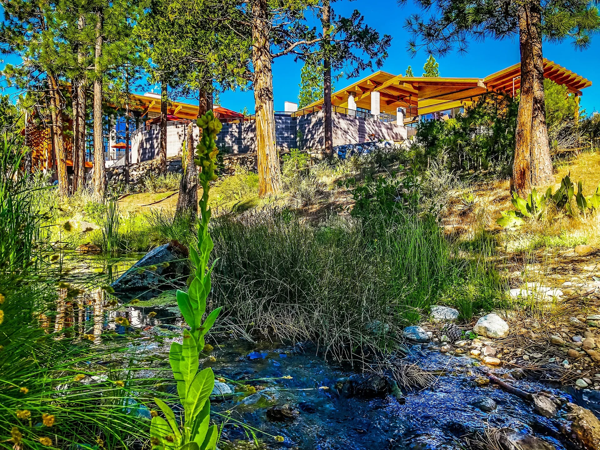 Creek and native plantings below the facility