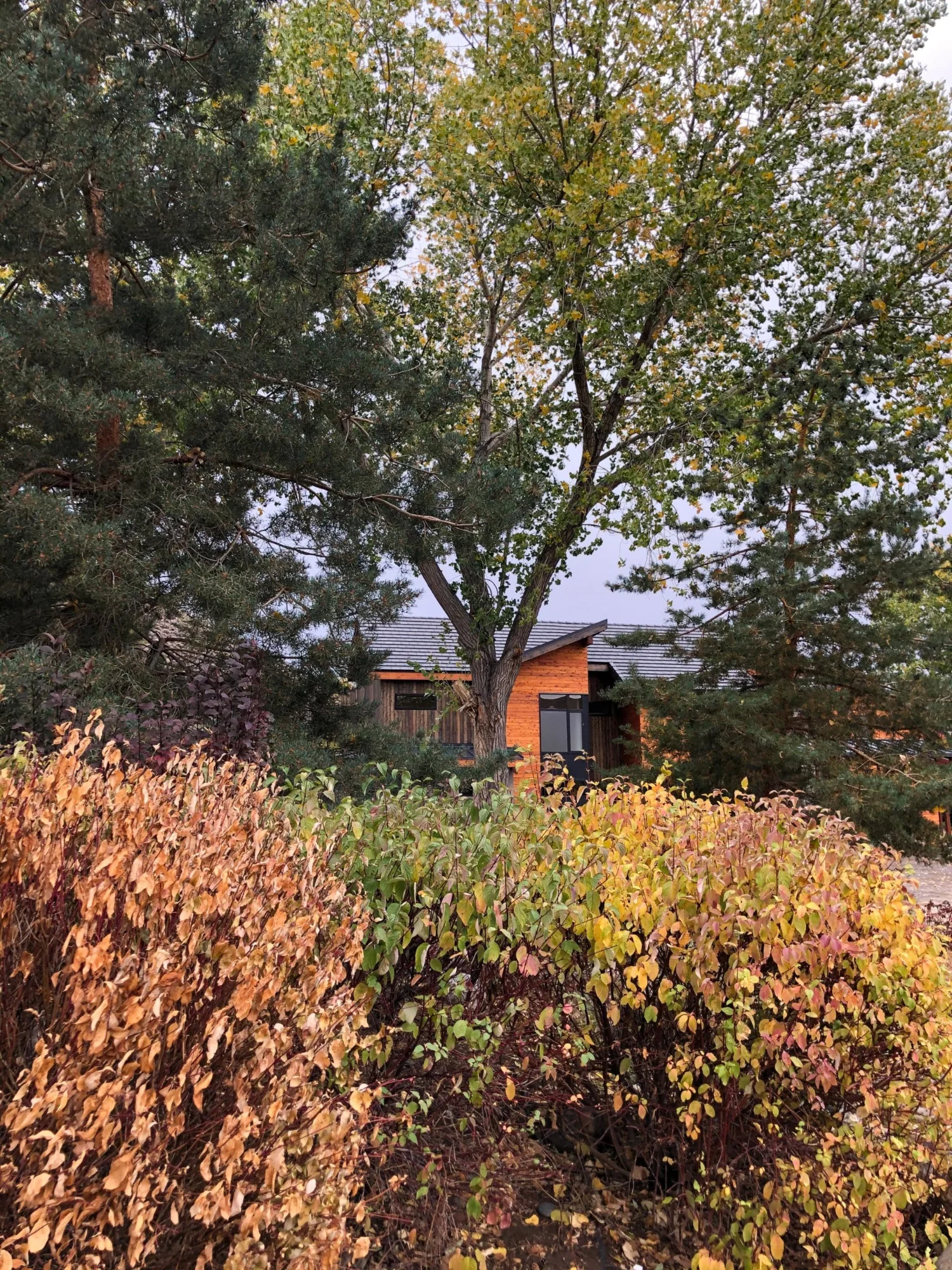 The house seen through surrounding foliage