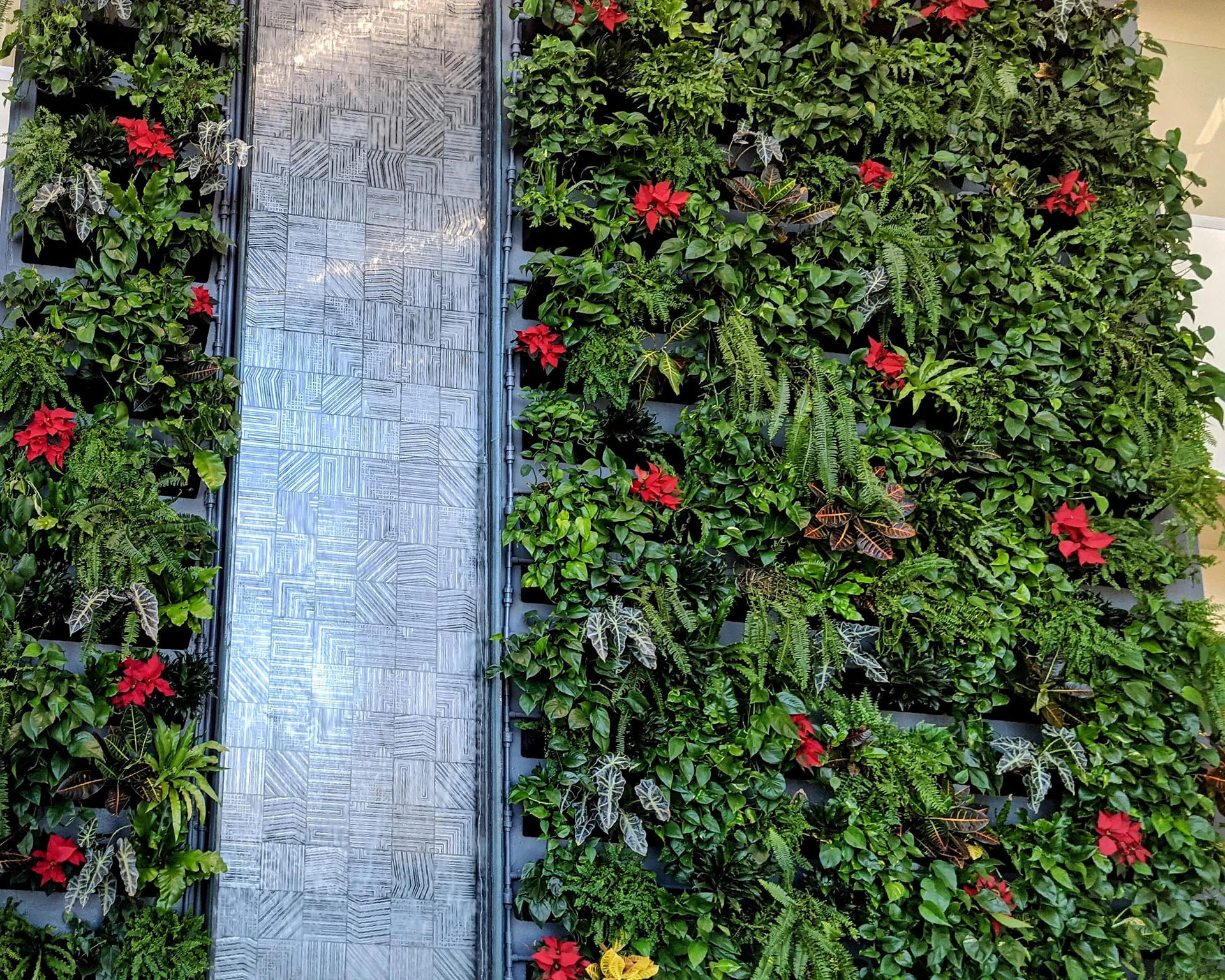 Living wall planted with red poinsettias around the water feature